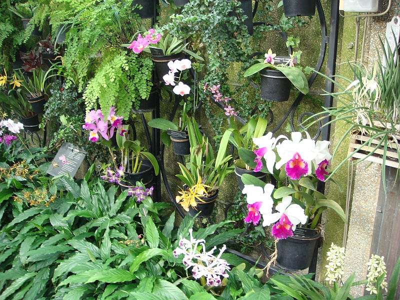 304 Longwood Gardens [2008 August 23].JPG - Longwood Gardens in Pennsylvania